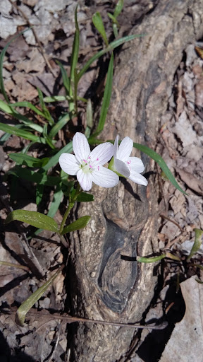 Nature Preserve «Engelmann Woods Natural Area», reviews and photos, 2360 Hwy D, Boles Township, MO 63304, USA