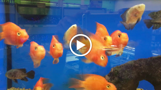 Pet Supply Store «Petco Animal Supplies», reviews and photos, 11331 W Broad St #151, Glen Allen, VA 23060, USA