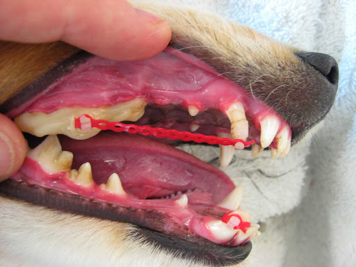 Apex Dog and Cat Dentistry