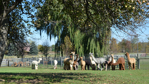 Fun In The Country Alpacas