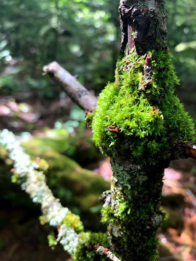 Tourist Attraction «Mile High Swinging Bridge», reviews and photos, US 221 and Blue Ridge parkway, Linville, NC 28646, USA