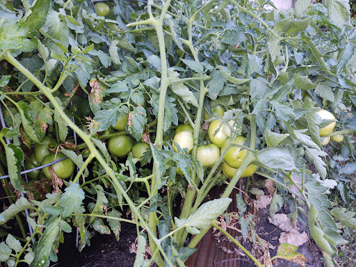 Home Improvement Store «The Home Depot», reviews and photos, 4447 US-14, Crystal Lake, IL 60014, USA