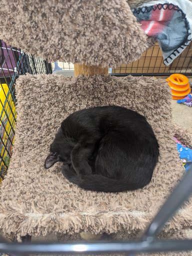 Pet Supply Store «Premier Pet Supply», reviews and photos, 15399 Merriman Rd, Livonia, MI 48154, USA