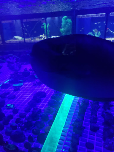 Tropical Fish Store «Glass Aquatics», reviews and photos, 542 W Harwood Rd, Hurst, TX 76054, USA