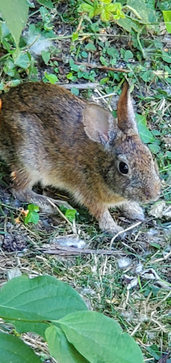 Park «Willamette Park», reviews and photos, SW Macadam Ave, Portland, OR 97219, USA