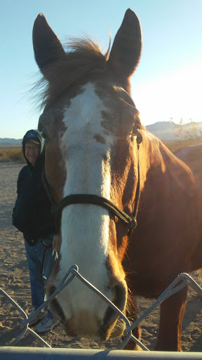 The Best Horse Boarding Stable In Las Vegas