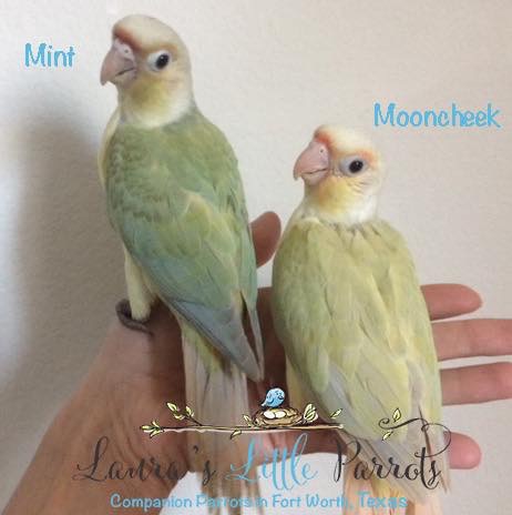Laura’s Little Parrots
