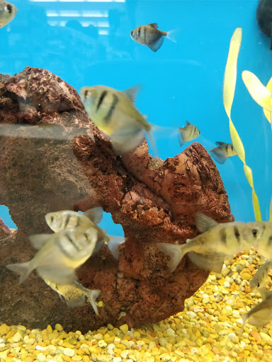 Pet Supply Store «Petco Animal Supplies», reviews and photos, 9 W Avon Rd, Avon, CT 06001, USA