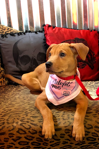 Cafe «Dolce & Gelato», reviews and photos, 221 E Zaragoza St, Pensacola, FL 32502, USA