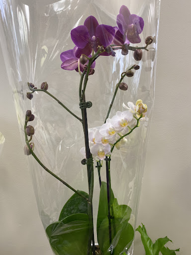 Florist «Ogrodek Flowers», reviews and photos, 7376 W 87th St, Bridgeview, IL 60455, USA