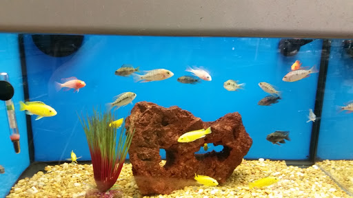 Pet Supply Store «Petco Animal Supplies», reviews and photos, 5631 Grove Blvd, Hoover, AL 35226, USA