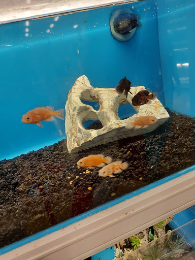 Pet Supply Store «PetSmart», reviews and photos, 162 S Gary Ave, Bloomingdale, IL 60108, USA