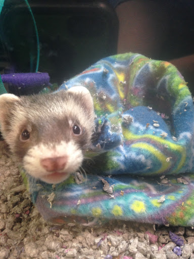 Pet Store «The Pet Place», reviews and photos, 240 Shadowline Dr, Boone, NC 28607, USA