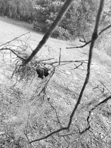 Park «Stephen J. Wortham Park», reviews and photos, 12108 Rhodine Rd, Riverview, FL 33579, USA