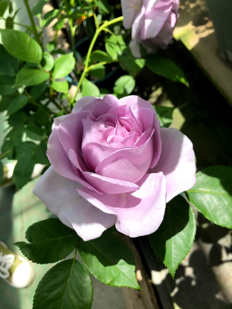 花巻温泉バラ園 Hanamaki Onsen Rose Garden 岩手県花巻市湯本第 植物園 グルコミ