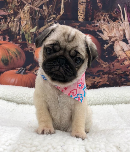 Pet Store «Happiness Is Pets Vi», reviews and photos, 616 E Roosevelt Rd, Lombard, IL 60148, USA