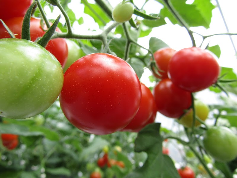 空宙トマト ㈲上野園芸