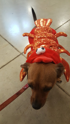 Pet Supply Store «PetSmart», reviews and photos, 2140 17th St, Santa Ana, CA 92705, USA