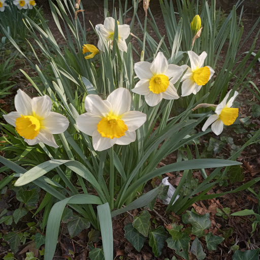 Shopping Mall «Williamsburg Crossing Shopping Center», reviews and photos, 5235 John Tyler Hwy, Williamsburg, VA 23185, USA