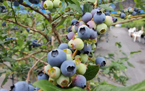 Blueberry Farm OKAZAKI image