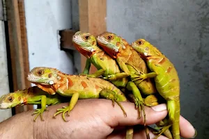 Sania AquaPets (Aquarium dan petshop padang) image