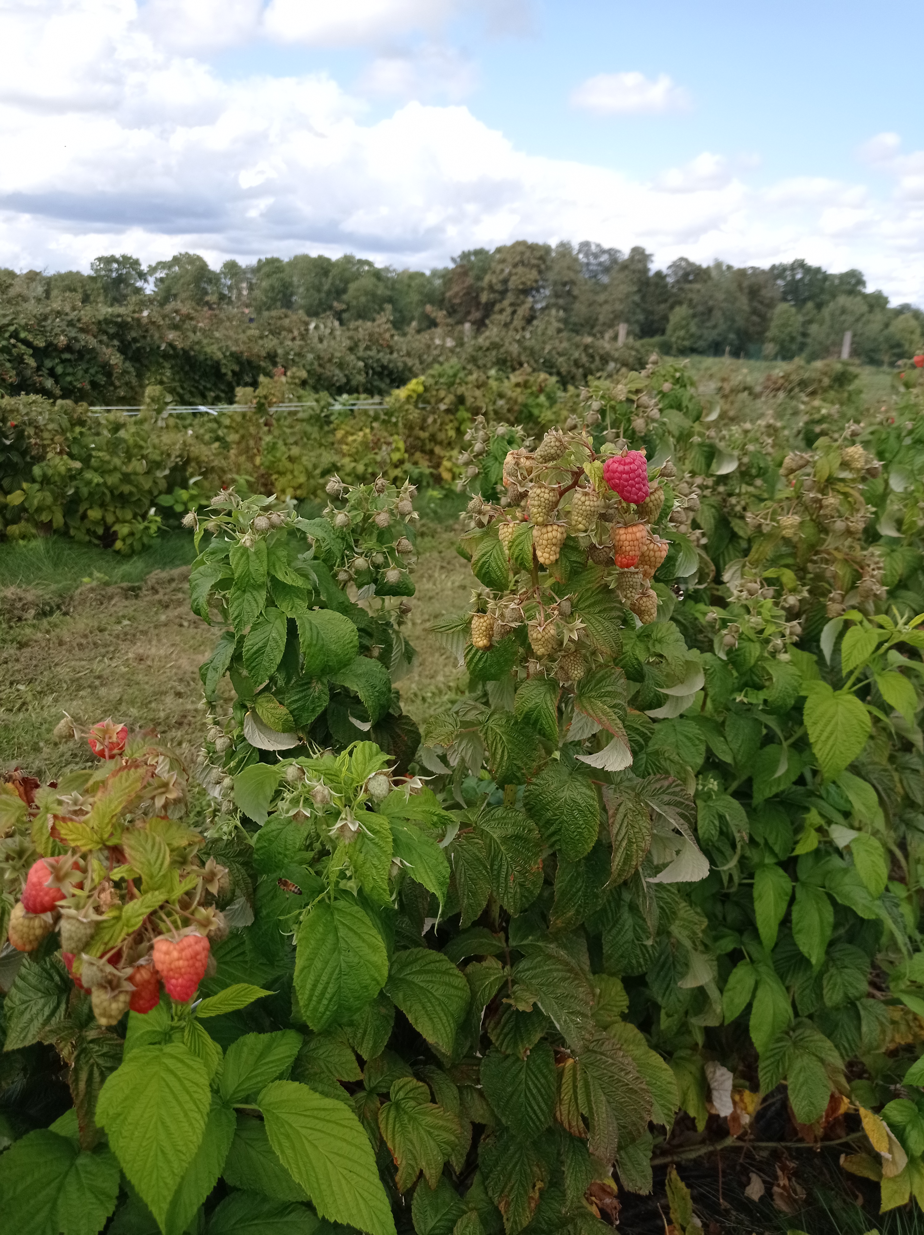 Photo n° 7 de l'avis de alexandre.u fait le 27/08/2023 à 13:21