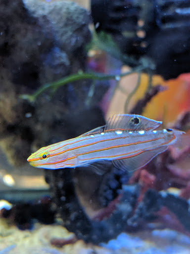 Pet Store «Mandarin SeaLife», reviews and photos, 9633 Old St Augustine Rd #2, Jacksonville, FL 32257, USA