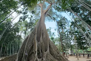 The Giant Tree image