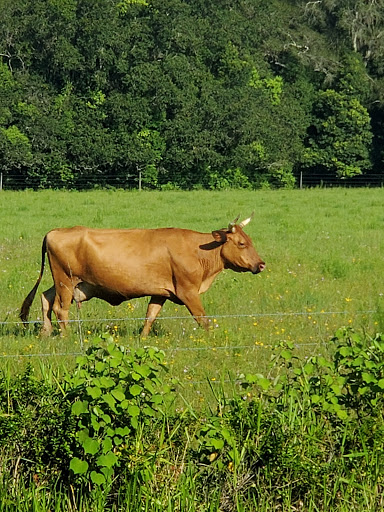 Theme Park «TreeHoppers Aerial Adventure Park», reviews and photos, 27839 St Joe Rd, Dade City, FL 33525, USA