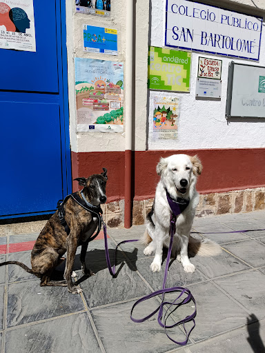 Adiestramiento Y Terapia Canina En Granada - Perruneando Granada