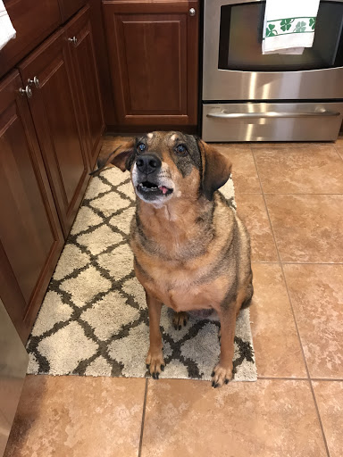 Pet Groomer «The Pet Bow-Tique», reviews and photos, 47 S Central Ave, Oviedo, FL 32765, USA