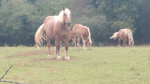 Photo n°18 de Lac de Chalain, Plage de Doucier à Doucier ()