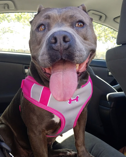 Pet Supply Store «PetSmart», reviews and photos, 30515 Av. de Las Flores, Rancho Santa Margarita, CA 92688, USA