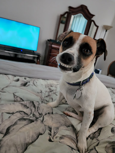 Pet Store «Hendersonville Pet Shop», reviews and photos, 1400 Spartanburg Hwy, Hendersonville, NC 28792, USA