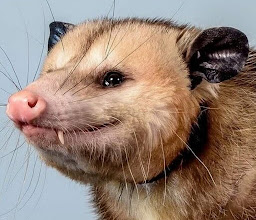 Strippers Cancún photo