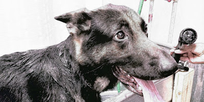 Misha's Pets of LC & Self Serve Dog Wash