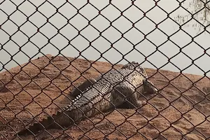 Crocodile Safari image