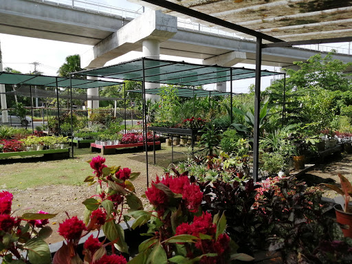 Plantas Tropicales. Es verde, es bonita