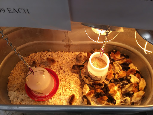 Department Store «Rural King», reviews and photos, 1807 N Broadway St, Greensburg, IN 47240, USA