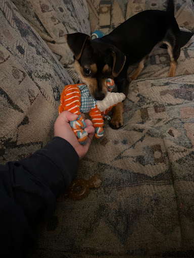 Pet Supply Store «PetSmart», reviews and photos, 23470 Allen Rd, Woodhaven, MI 48183, USA