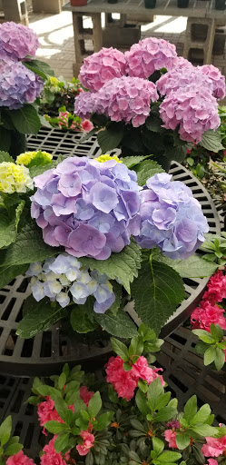 Florist «James Saunoris & Sons», reviews and photos, 6000 W 111th St, Chicago Ridge, IL 60415, USA