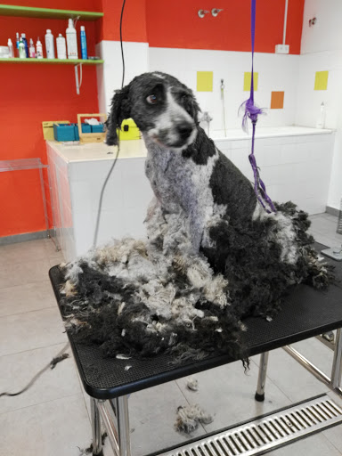 Centro Veterinario La Pedriza en Chiclana de la Frontera