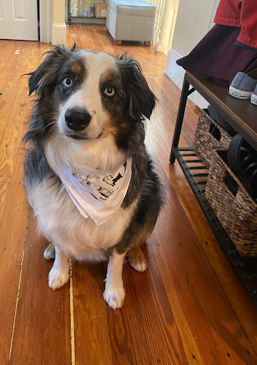 Small Door Veterinary - Brookline image