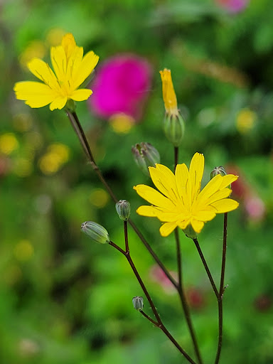 Natural Foods Store «PCC Natural Markets - Greenlake Aurora», reviews and photos, 7504 Aurora Ave N, Seattle, WA 98103, USA