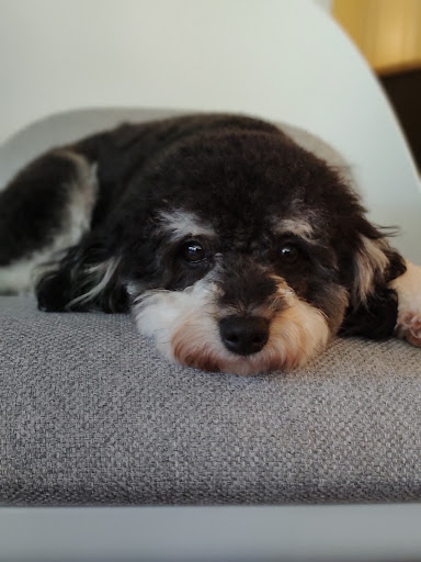 Pet Groomer «Splash and Dash Groomerie & Boutique», reviews and photos, 224 Peachtree East Shopping Center, Peachtree City, GA 30269, USA