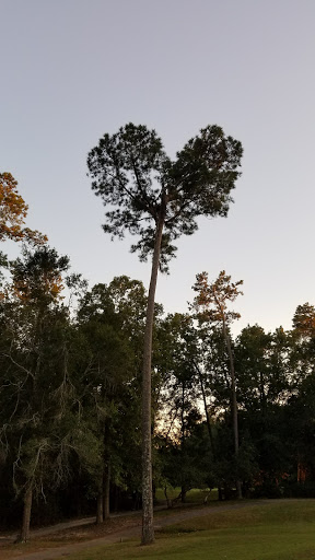 Golf Course «Witch Golf Links», reviews and photos, 1900 SC-544, Conway, SC 29526, USA