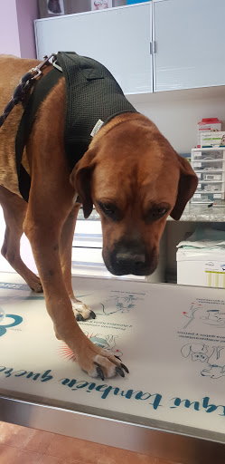 Clínica Veterinaria Orpesa Gat I Gos (Oropesa del Mar) en Oropesa del Mar