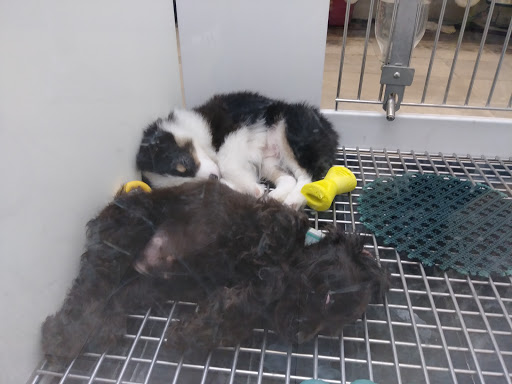 Pet Store «Petland Vineyard - San Antonio», reviews and photos, 1309 North Loop 1604 W #101, San Antonio, TX 78258, USA