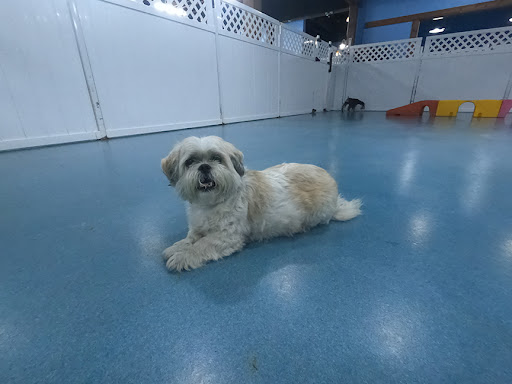 24 Hour Dog Daycare image