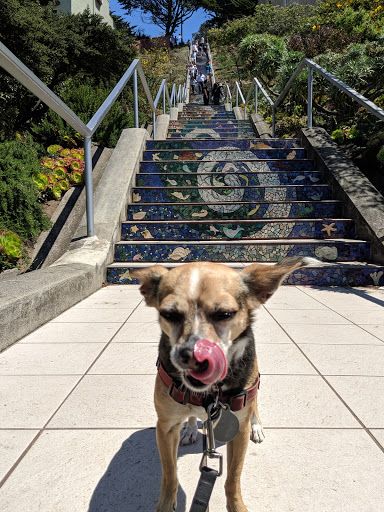 Tourist Attraction «16th Avenue Tiled Steps», reviews and photos, 16th Ave, San Francisco, CA 94122, USA